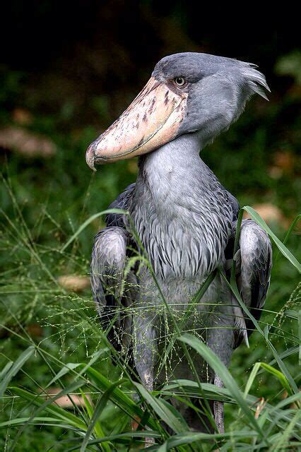shoebill stork duckbill bird